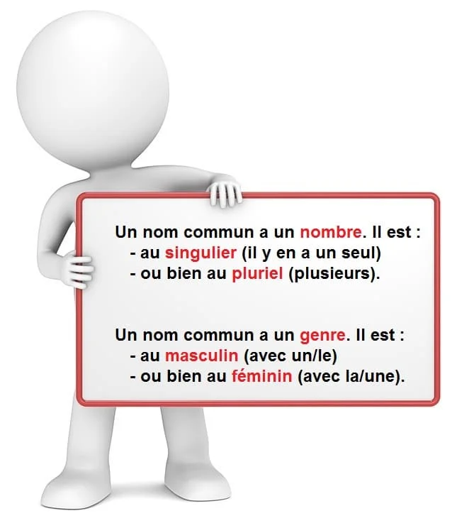 Le genre du nom et le nombre du nom cours de français