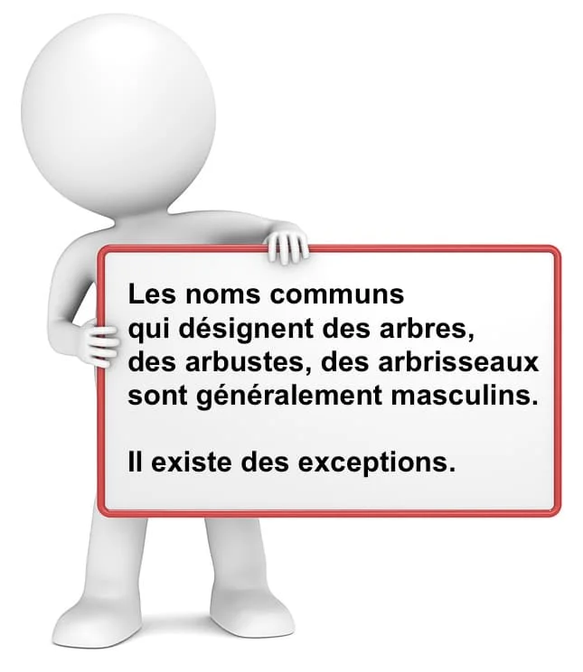 Genre masculin ou féminin des noms qui désignent des arbres cours de français